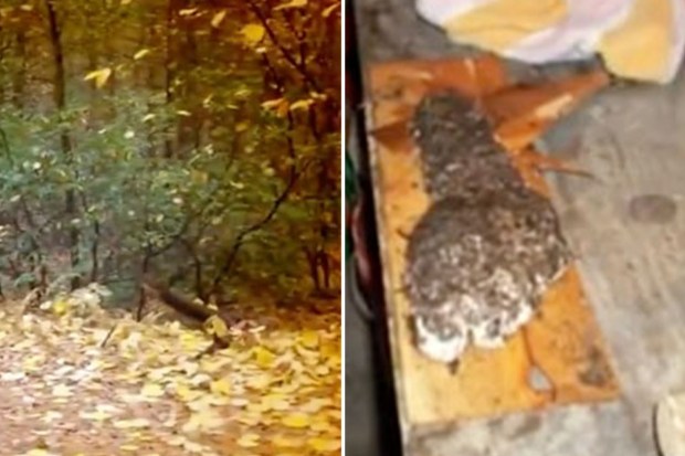 Inside disturbing ‘Monsterland’ woods where Big Foot, UFOs and ‘supernatural’ glowing orbs have all been ‘spotted’