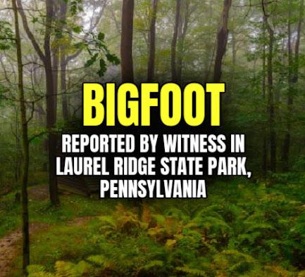 BIGFOOT Reported by Witness in Laurel Ridge State Park, Pennsylvania