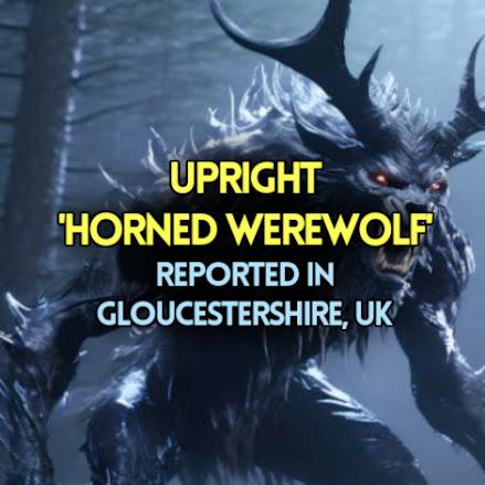 UPRIGHT 'HORNED WEREWOLF' Reported in Gloucestershire, UK